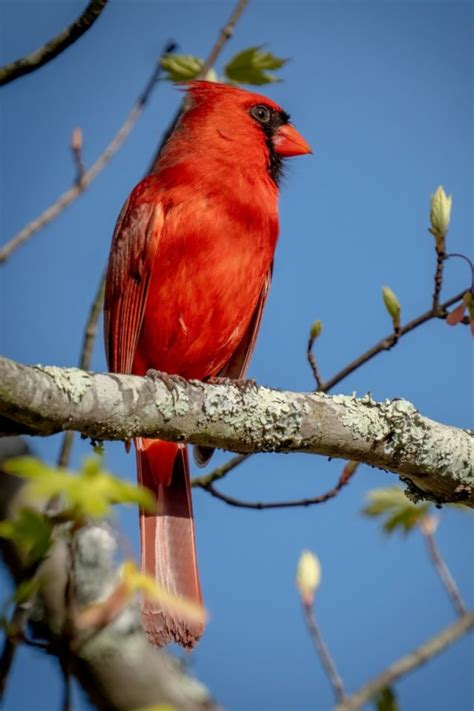 The 1 Secret To Attracting Cardinals To Your Yard 5 Tips To Implement