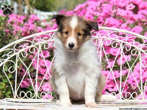 My breeding ethics produce healthy pups. Mindy , Shetland Sheepdog puppy for sale in Honey Brook ...