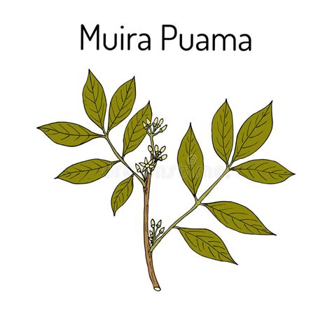 Muira Puama Ptychopetalum Olacoides Medicinal Plant Stock Vector