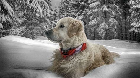 Dog Winter Snow Dogs Golden Retriever Animals