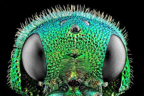 Macro Photography In Action 50 Stunning Photographs