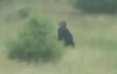 Top 5 Bigfoot Sightings Caught On Tape