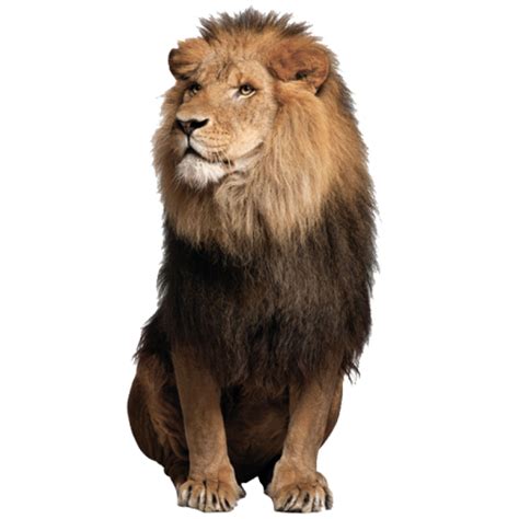 Roaring Lion Png Png Image Collection