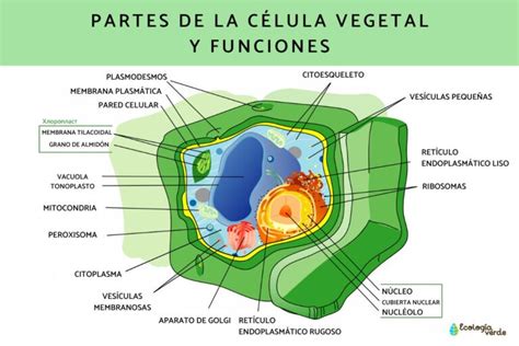 Célula Eucariota Vegetal Psiquismo