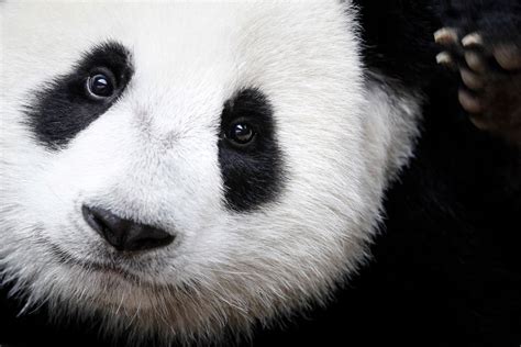 The Obsession With Panda Sex The New York Times