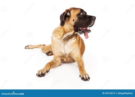 English Mastiff Dog Looking To Side Stock Image Image Of Guard Copy
