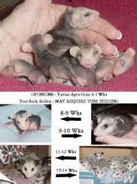 Though taking care of your newborn can be one of the most special and rewarding experiences of your life, you may feel at a loss for what to do and will need to give your child constant attention and care. Care for Baby Bunnies - The ARC - Animal Rehabilitation Center