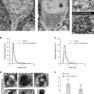 Mitochondrial Fragmentation And Mitophagy In S Proteasome Impaired Download Scientific