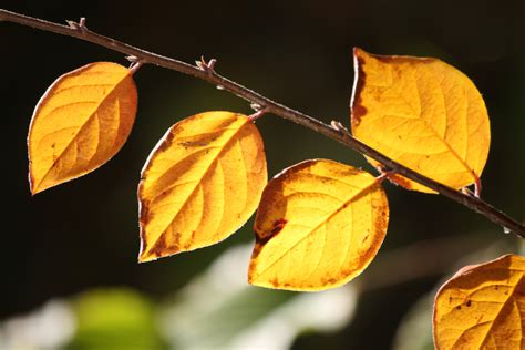 Golden Orange Fall Leaves In Sunlight Closeup Picture Free Photograph