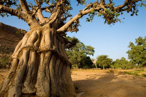 DLG Naturals - Fairly Traded. Sustainable. Reliable. Renewable.: Baobab ...