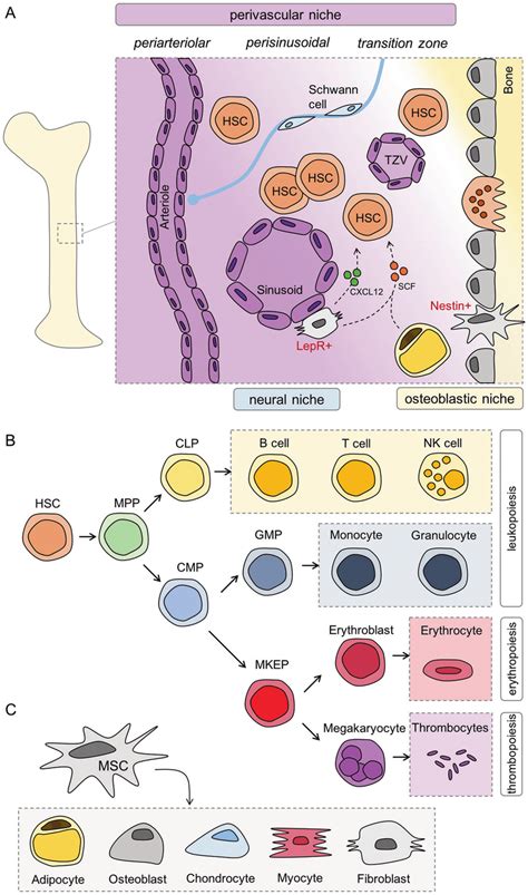 Compartments And Components Of The Bone Marrow Microenvironment BMM Download Scientific