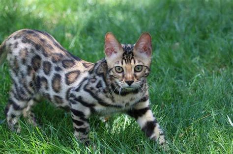 Good names for bengal cats often take into account their unusual appearance, but they don't have to. Bengal Cats Cat: care Bengal color free puzzle on ...