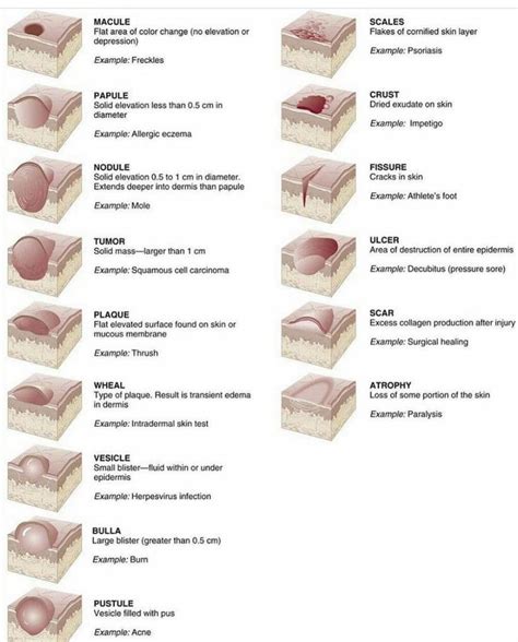 Skin Lesions Guide Coolguides