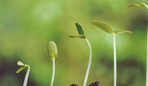 Flexible tenure of 1, 3, 6, 9, and 12 months or any other period as determined. Deposit