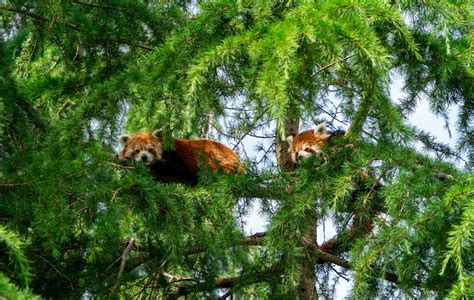 Two Red Pandas Are Sitting In A Tree Photo Free Netherlands Image On