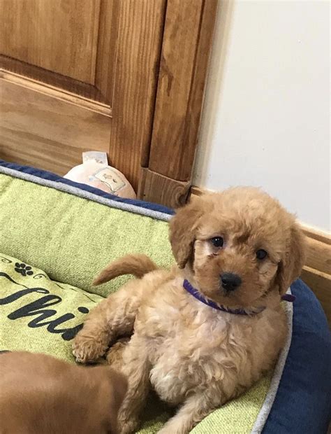 Any of the morkie puppies el paso breeders offer need regular exercise to prevent boredom and two walks of about 15 minutes each is often ideal for one of the el paso morkie puppies for sale you. Labradoodle Puppies For Sale | El Paso, TX #151176