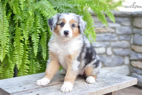 Our australian shepherd puppies for sale come from either usda licensed commercial breeders or hobby breeders with no more than 5 breeding mothers. Australian Shepherd puppy for sale near Cleveland, Ohio ...