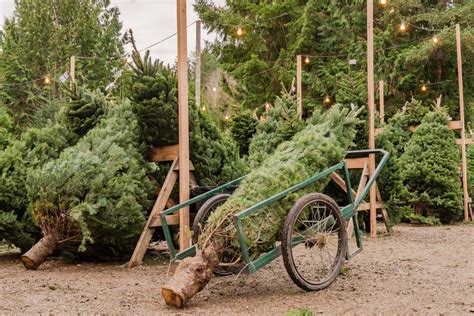 10 Best Christmas Tree Farms In Virginia For Festive Fun Southern