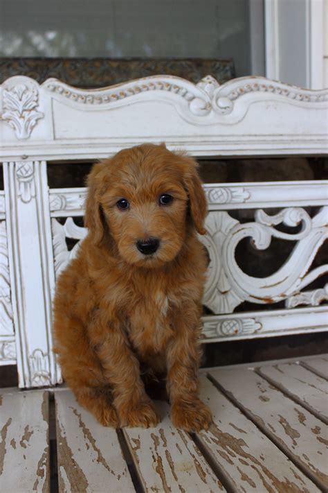 An adorable mix between the golden retriever and poodle, goldendoodles are the ultimate combination of good looks, smart wits, and playfulness. Goldendoodles, Smart and Non-Shedding! #minigoldendoodle # ...