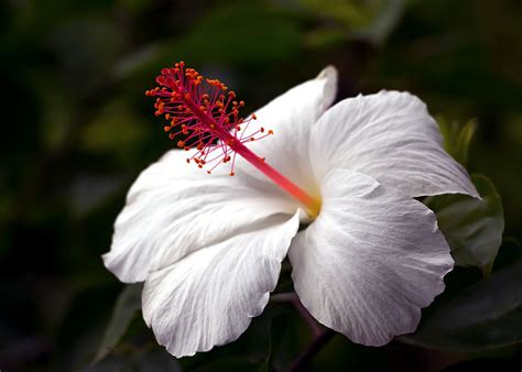 Hibiscus Hawaii Tropical Flower Blossom Aloha Flora Botanical