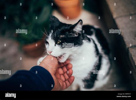 Cat Biting Human Hi Res Stock Photography And Images Alamy