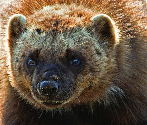 Incredible Facts About Wolverines That Will Blow Your Mind Page 2