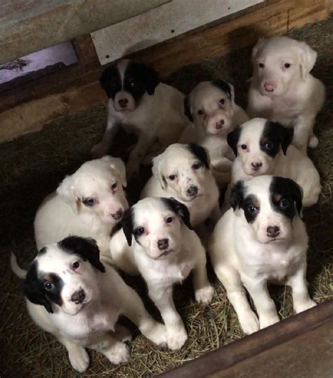 English Setter Puppies For Sale In Iowa English Setter Poodle Mix For