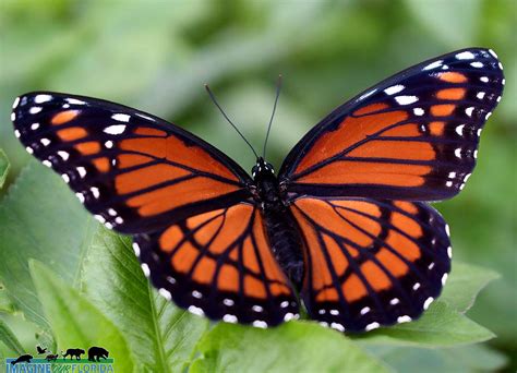 Viceroy Butterfly Imagine Our Florida Inc
