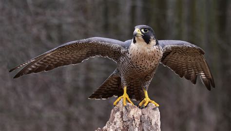 Peregrine Falcon | Urban Raptor Conservancy