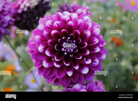 Delilah Flower Leh India Stock Photo Alamy