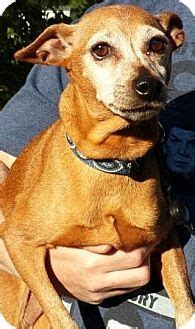 Browse thru thousands of dachshund dogs for adoption near wilmington, north carolina, usa area, listed by dog rescue organizations and individuals, to find your match. Raleigh, NC - Chihuahua/Dachshund Mix. Meet Monica, a dog ...