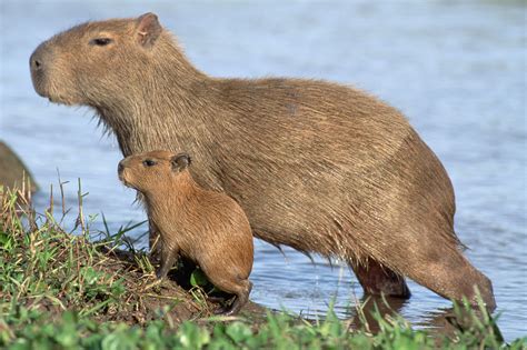 Treffen Sie Das Capybara Das Größte Nagetier Der Welt