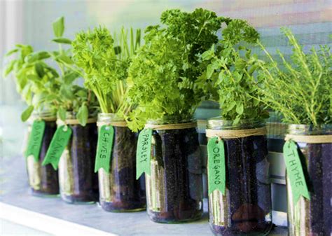 Tips To Grow Herbs In Containers My Plant Warehouse Indoor Plants