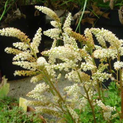 Aruncus Aethusifolius Noble Spirits Yougardener