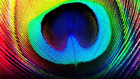 Free Download Free Download Peacock Feathers Backgrounds 1920x1080