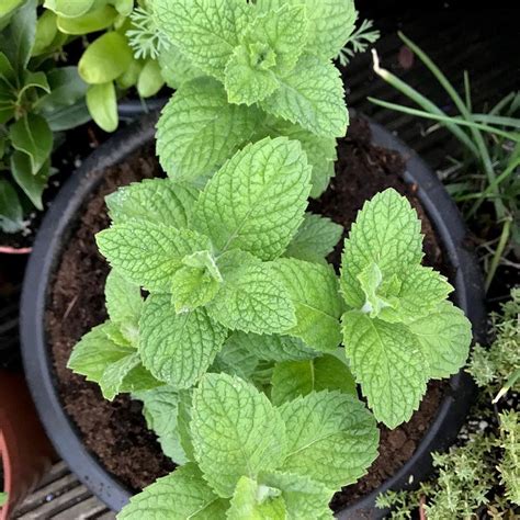 The Complete Mentha Suaveolens Plant Care Guide Water Light And Beyond
