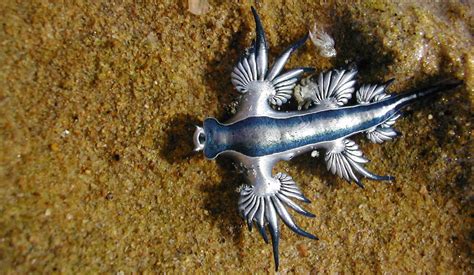 Blue Dragon Sea Slug Its A Strange World