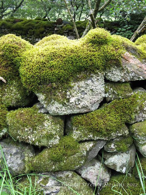 Free Photo Moss On Rocks Growth Moss Nature Free Download Jooinn