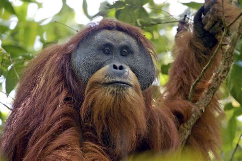 Tapanuli Orangutan On List Of Worlds Most Endangered Primates Asia