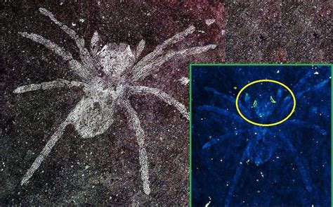 Rare Spider Fossil Preserves 100 Million Year Old Glowing Eyes