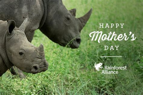 Celebrating Moms Of The Animal Kingdom Animals Happy Mothers Day