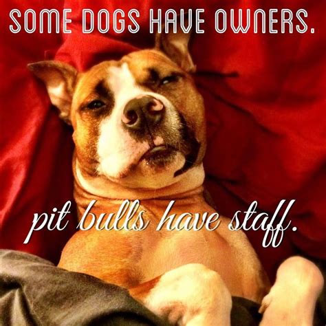 Pin By Jennifer On Sayings Pitbulls Pitbull Dog Dogs