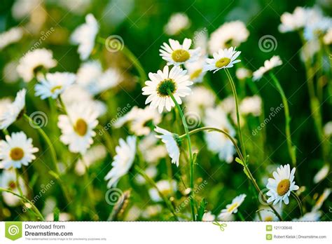 Spring Green And White Meadow At Sun Camomile Field Of Daisy Flowers