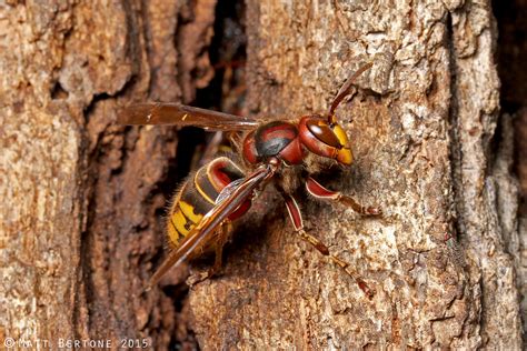 Ncsu Pdic Are Northern Giant Hornets In North Carolina