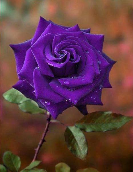 926 Best A Rose Is A Rose Images On Pinterest App Apps