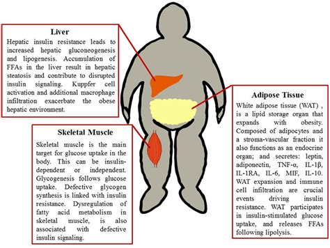 Frontiers Mechanisms Of Obesity Induced Inflammation And