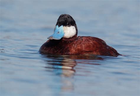 Living On Earth Birdnote Ruddy Duck