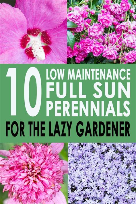 Please see the quick facts on each variety page for details about the. Full Sun Perennials: 10 Beautiful Low Maintenance Plants ...