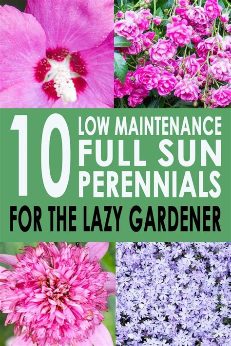 The idea is that it fills gaps and sprawls a little across the shrubs and between the grasses, filling the border with. Pin on Gardening For Beginners