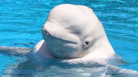 Benny The Beluga Whale Continues To Swim In The River Thames